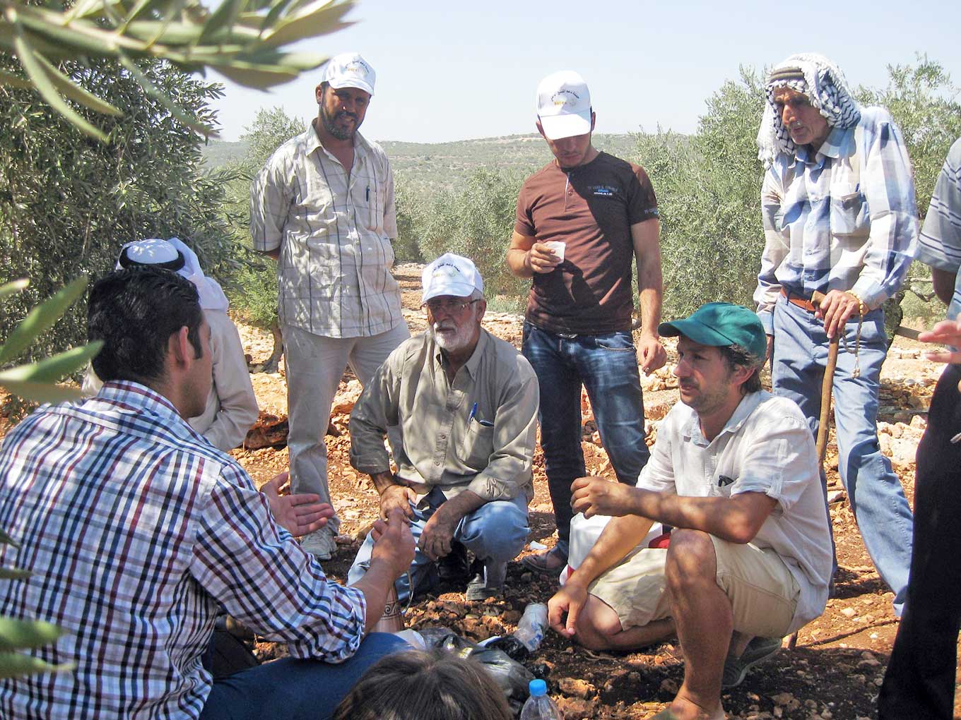 palestina-olivar