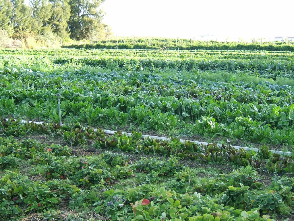CURSO MEDIO AMBIENTE