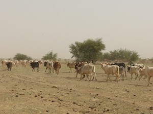 vacas pastando Mauritania