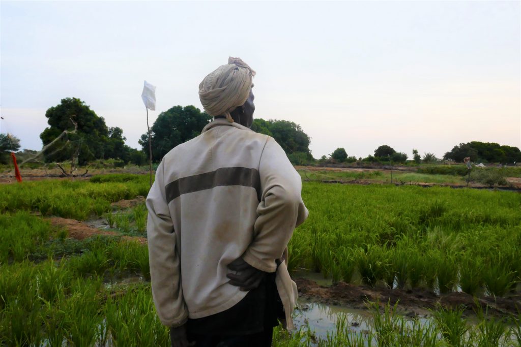 Mauritania. Arrozales